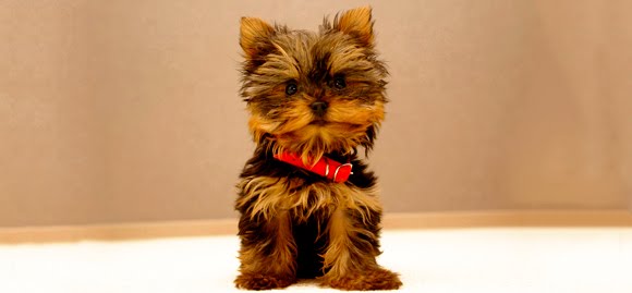 Yorkshire Terrier Yorkshire Terrier