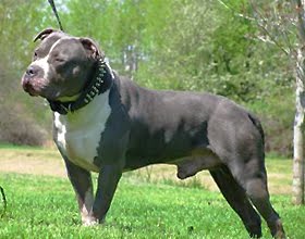Pitbull Pitbull