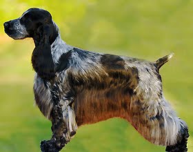 Cocker Spaniel Inglês Cocker Spaniel Inglês