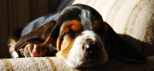 Basset Hound Basset Hound
