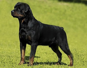 Rotweiller Rotweiller