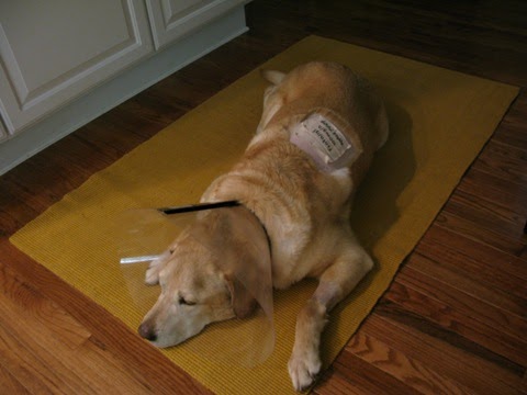 canine osteosarcoma logan 39 s story recovery from canine osteosarcoma