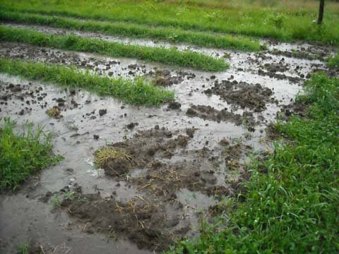 [flooding+0708.jpg]