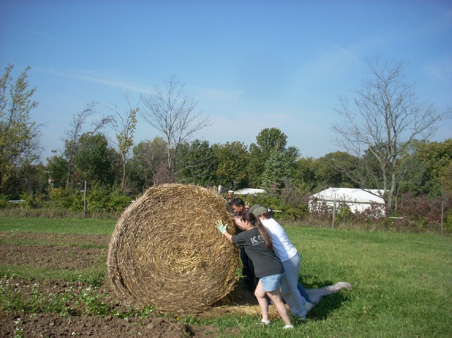 [pea+bed+mulch.jpg]
