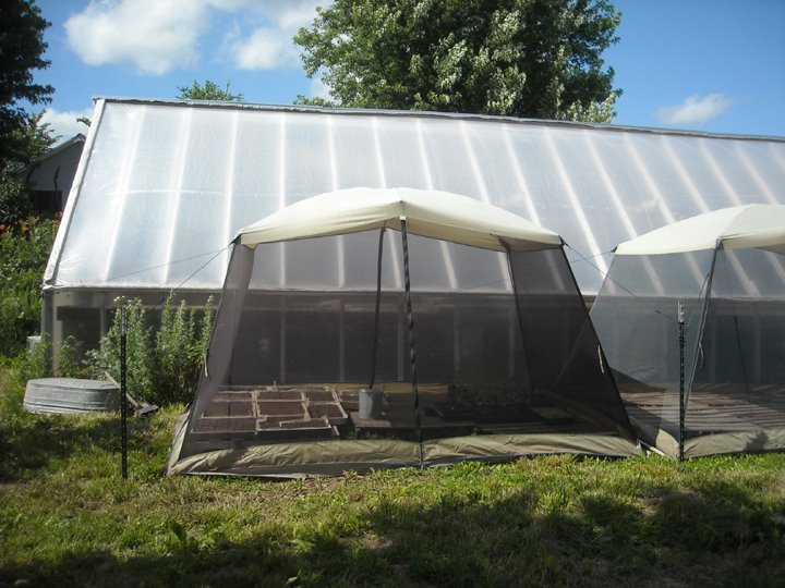 [greenhouse+061609.JPG]