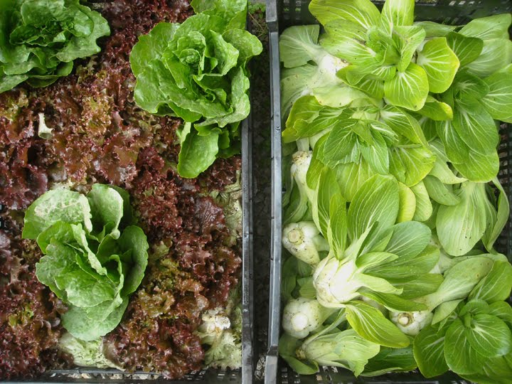 [lettuce+101809.jpg]