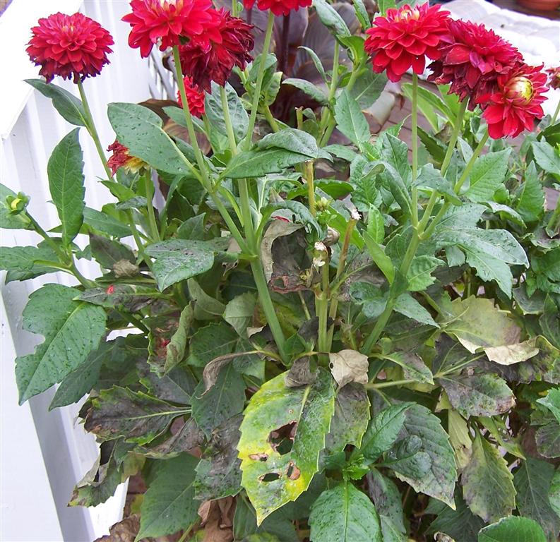Powdery Mildew On Dahlias Uk - Treating Powdery Mildew On Dahlias