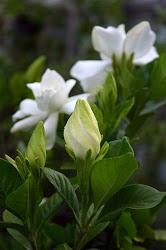 JAZMÍN DEL CABO (Gardenia) Mi flor favorita