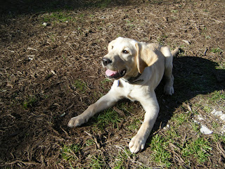 Bob the yellow lab pup laying in a sphinx-like position, smiling for the camera