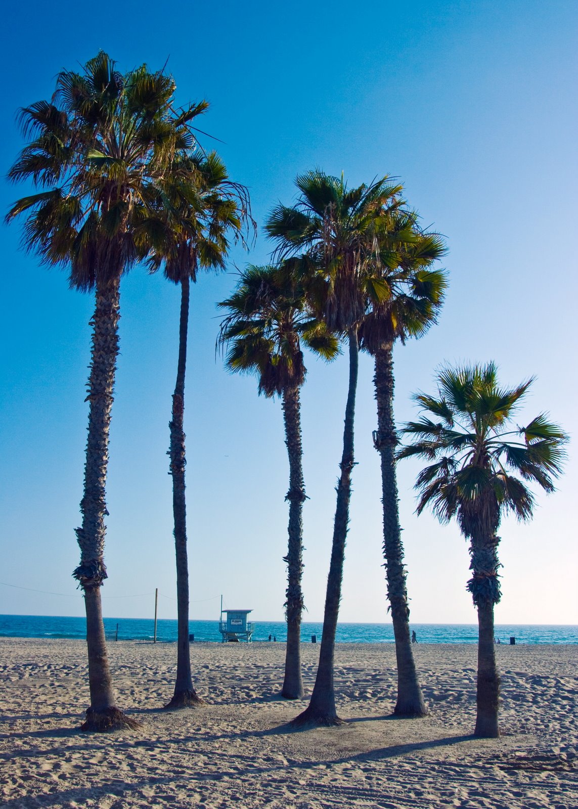 Large Palm trees on the beach Large Palm trees on the beach