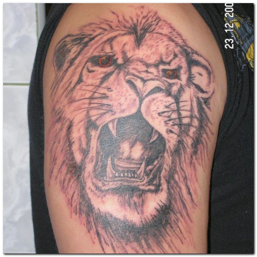 lion tattoo design. Lion Tattoos and Tattoo