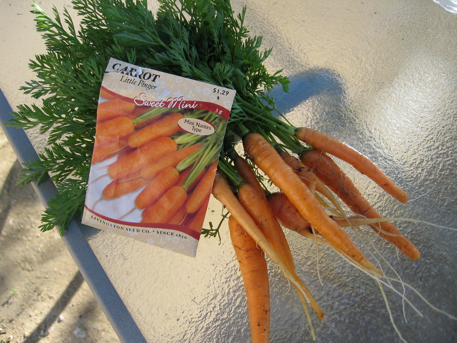 Toni's Square Foot Garden Peas, Radishes, Onions and Carrots... and critters...