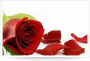 [rose.jpeg]