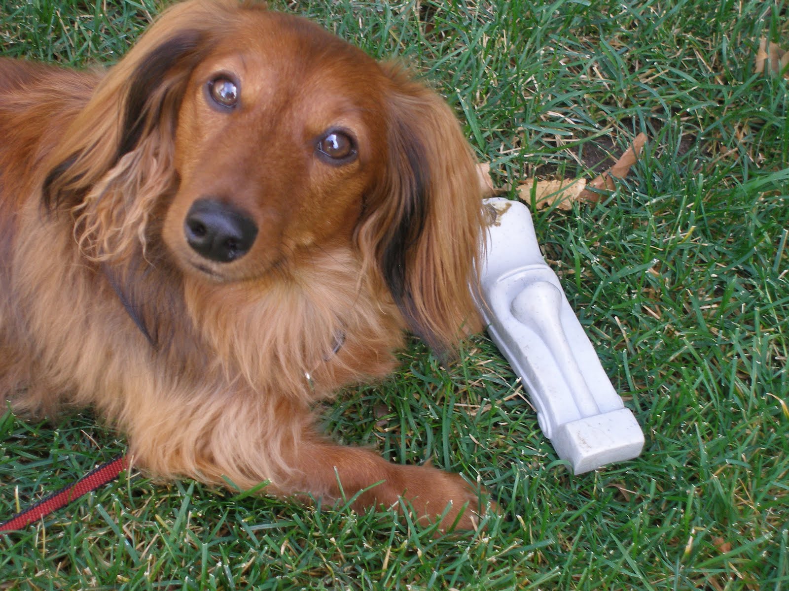 [Ava's+Clem+Squeeki+Tiki.aspx]