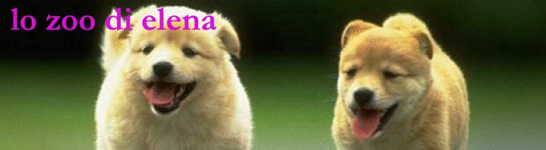 lo zoo di elena