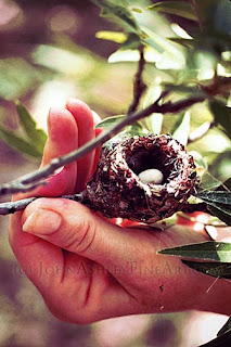 Hummingbird egg is small than a woman's thumbnail (c) John Ashley