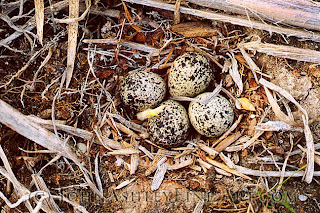 Killdeer nest (c) John Ashley
