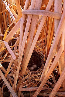 Red-winged Blackbird nest (c) John Ashley