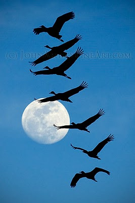 Sandhill Cranes and the full moon (c) John Ashley