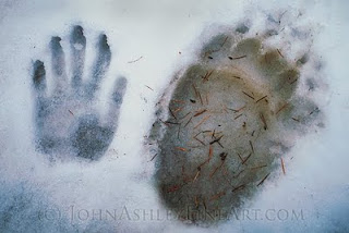 Two paw prints, two very different animals (c) John Ashley