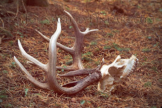 Deer that died in late summer or fall, after growing but before shedding his antlers (c) John Ashley