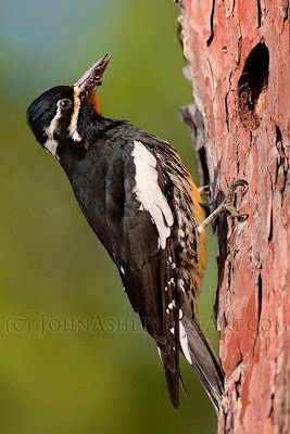 Male Williamson's Sapsucker delivers ants to the nest cavity (c) John Ashley