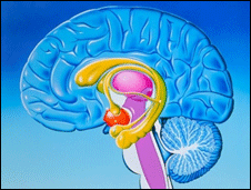 a mayor am gdala cerebral mejor vida social noticias 2012 a mayor am gdala cerebral mejor vida social noticias 2012