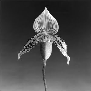 [ORQUÍDEA.bmp]