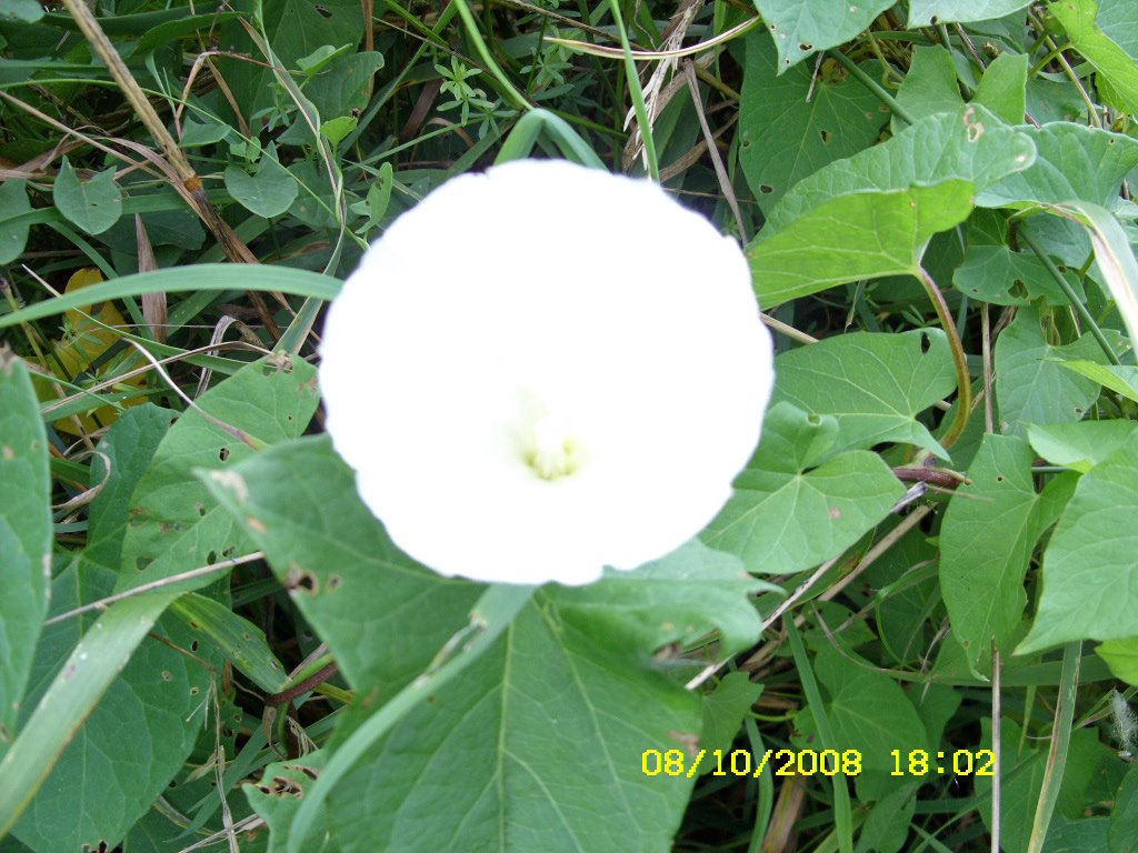 [aug8-9,2008008_edited.JPG]