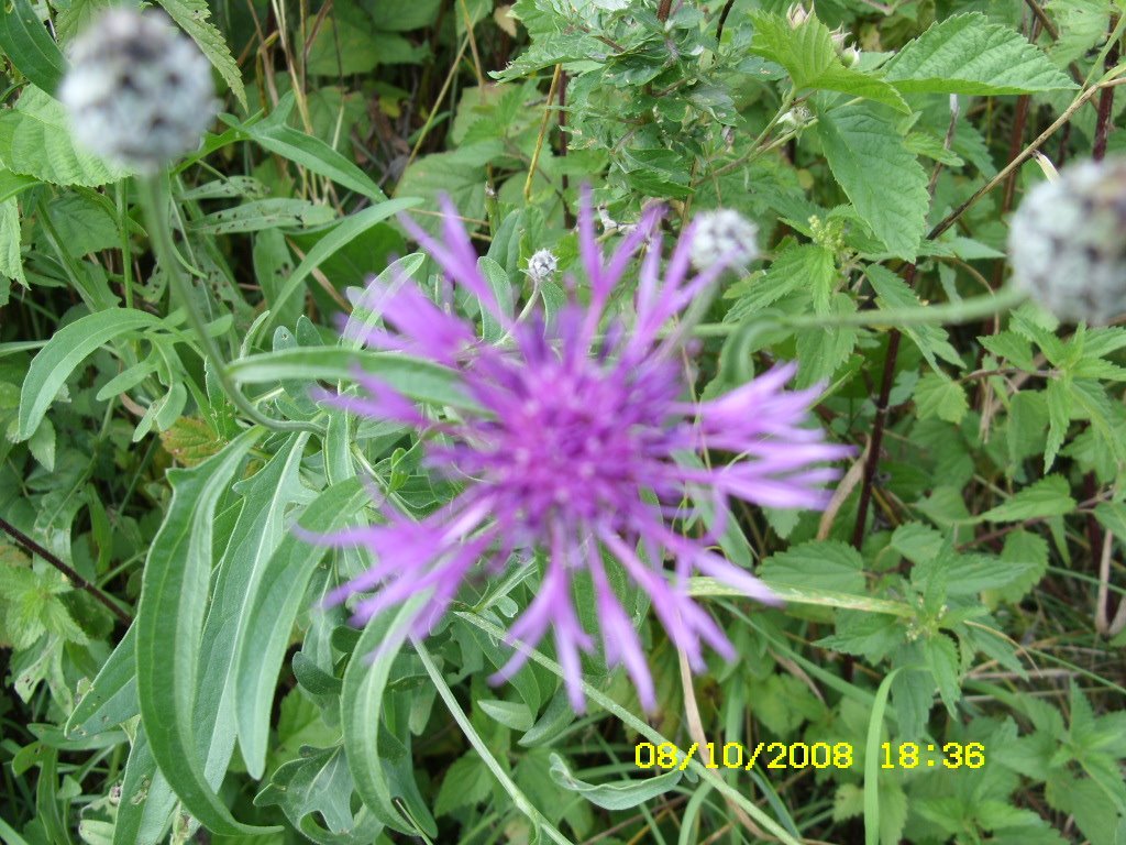 [aug8-9,2008056.JPG]