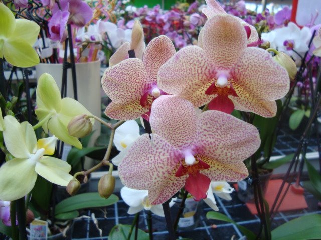 [March1-15,2009sony173.JPG]