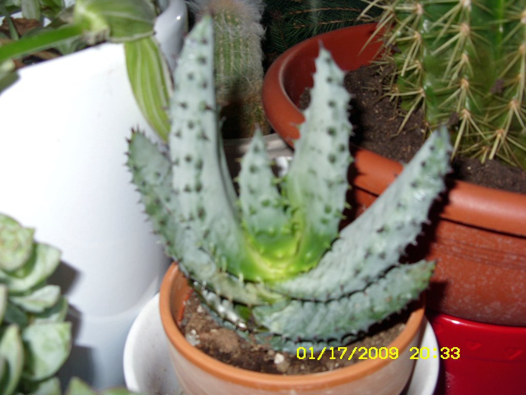 [Feb11-17,2009034_edited.JPG]