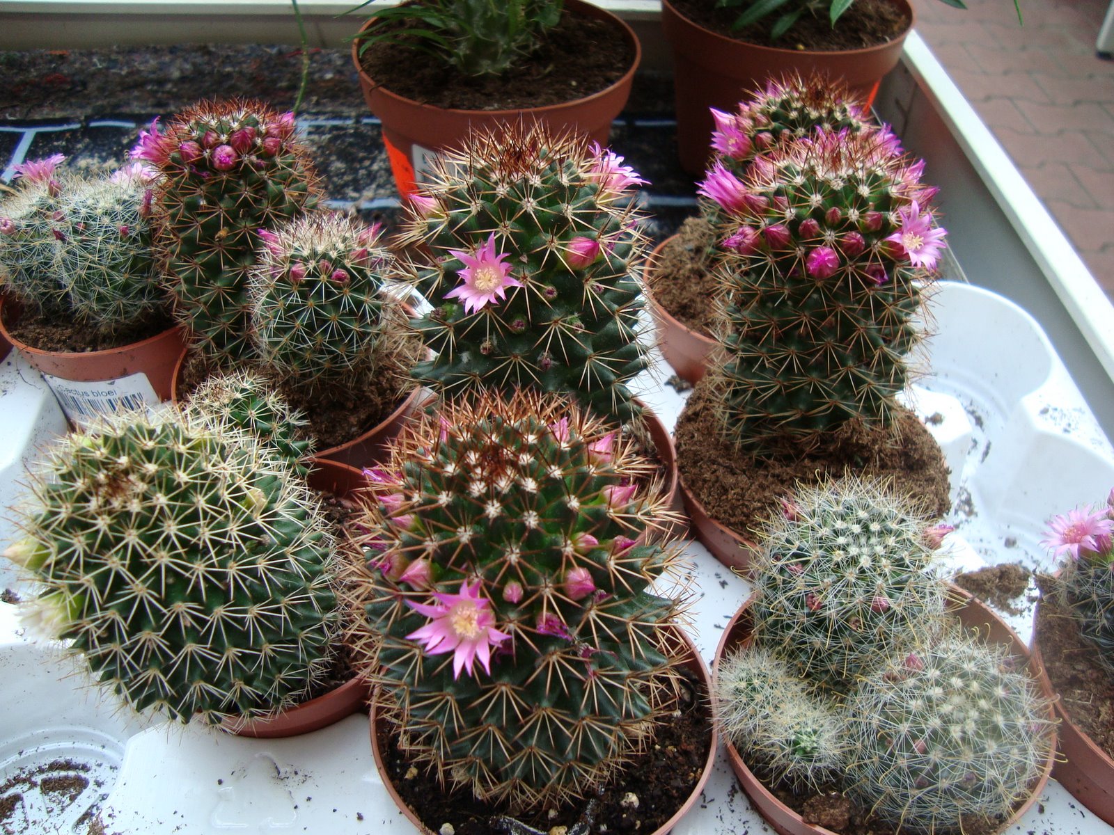 [Feb21-28,2009-sony012.JPG]