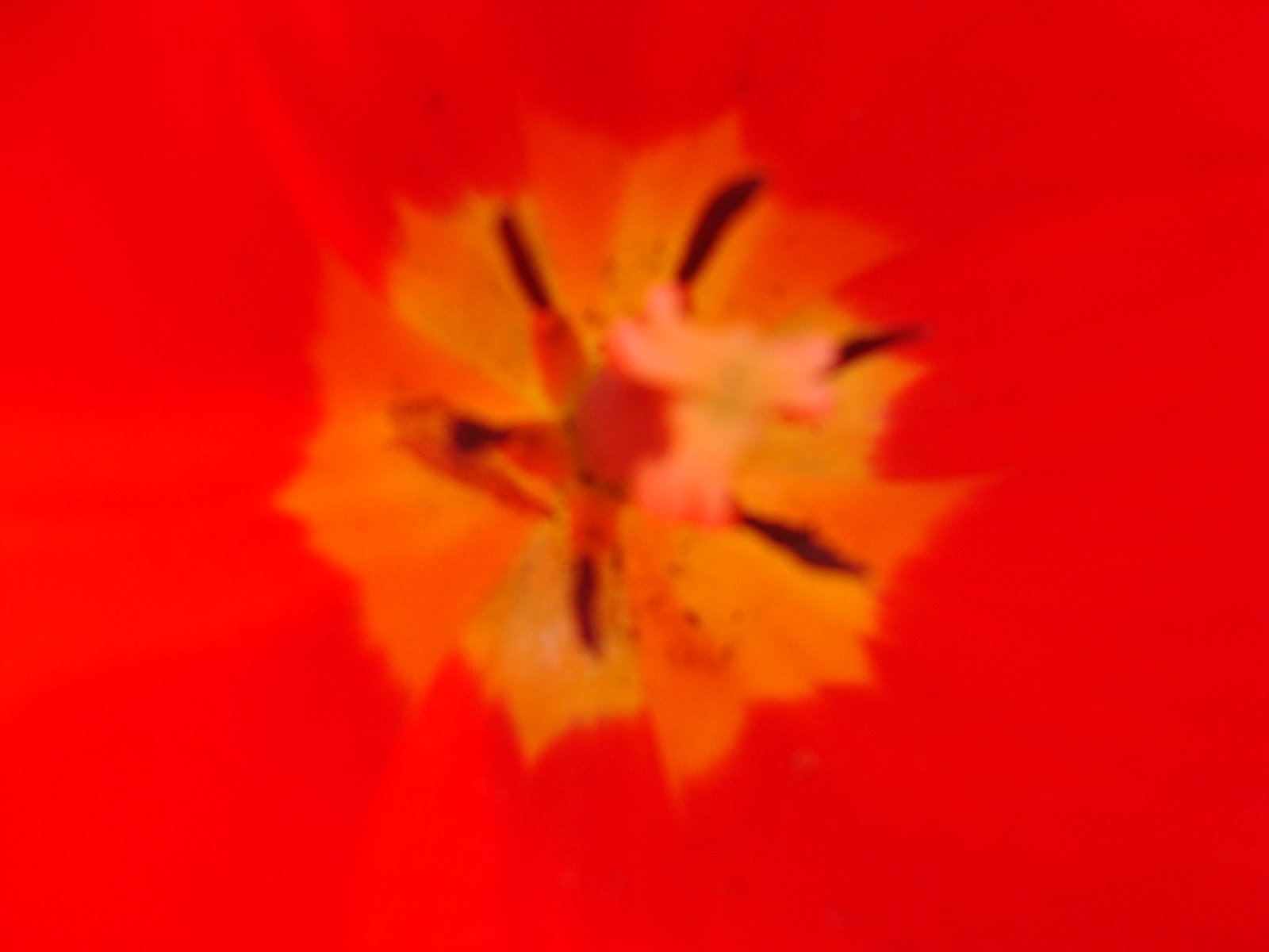 [April27,2009-sony.flowers209.JPG]