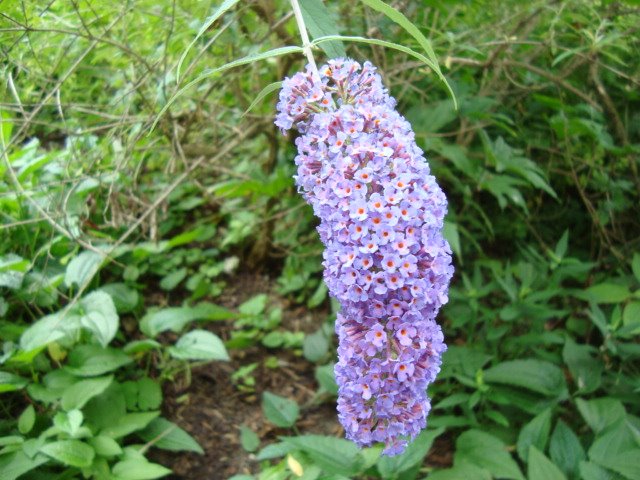 [July10-12,2009-gartn-neumarkt.sony002.JPG]