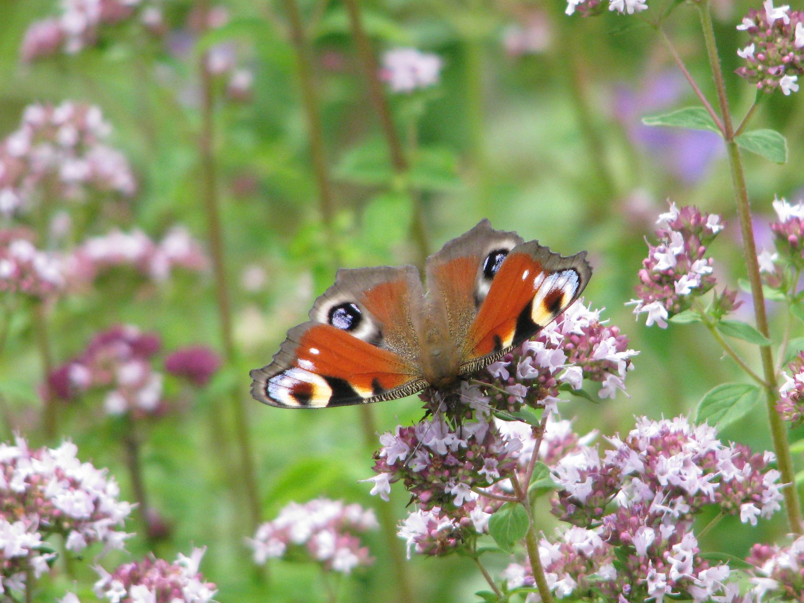 [July12,2009-neumarkt.garden.canon054.JPG]