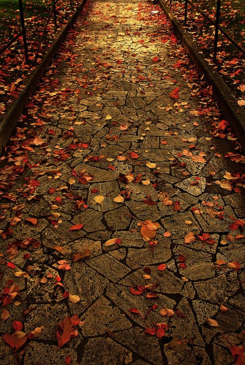 [autumn-leaves-rome.jpg]