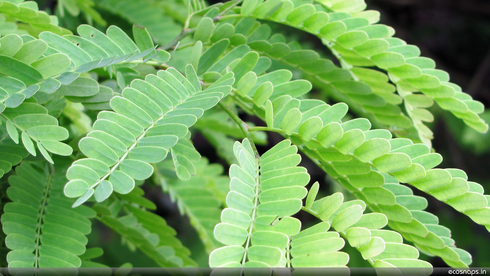 Tamarind Leaf