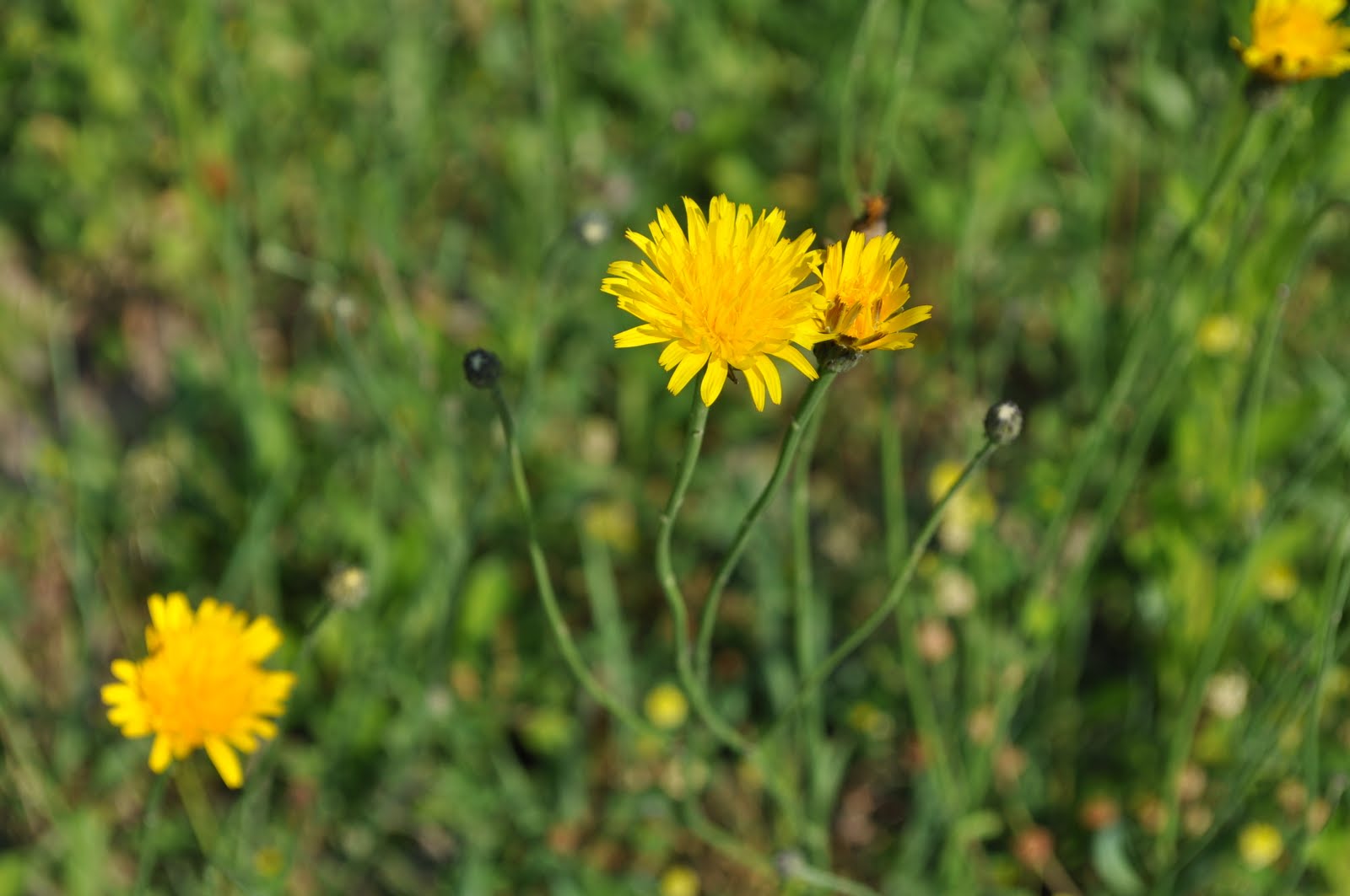australian stringhalt