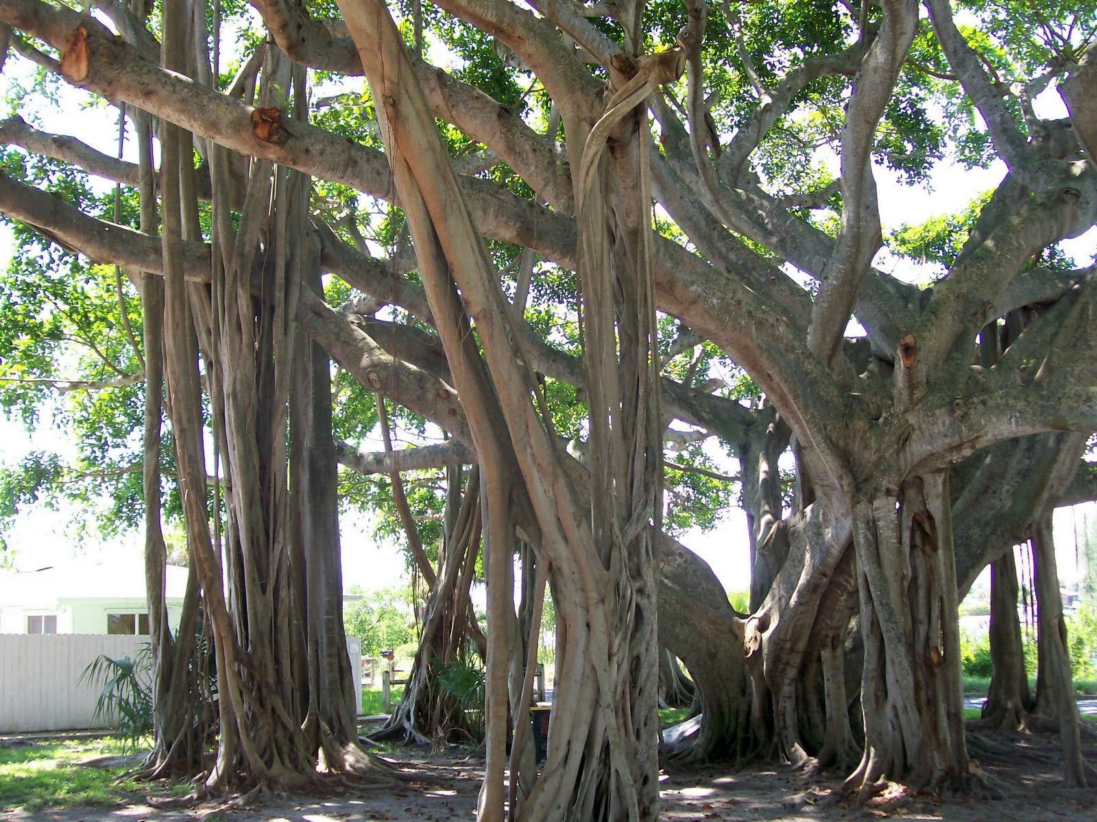 Walking Tree