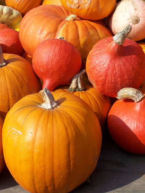 [100108_pumpkin.jpg]
