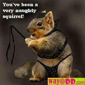 funny-pictures-a-very-naughty-squirrel-1xq.jpg