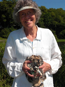 Banding Osprey in Medina.