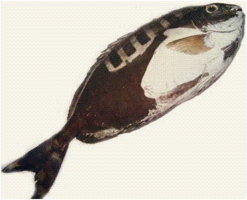 rencontre avec converti islam