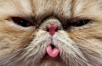 funny-cat-face.jpg