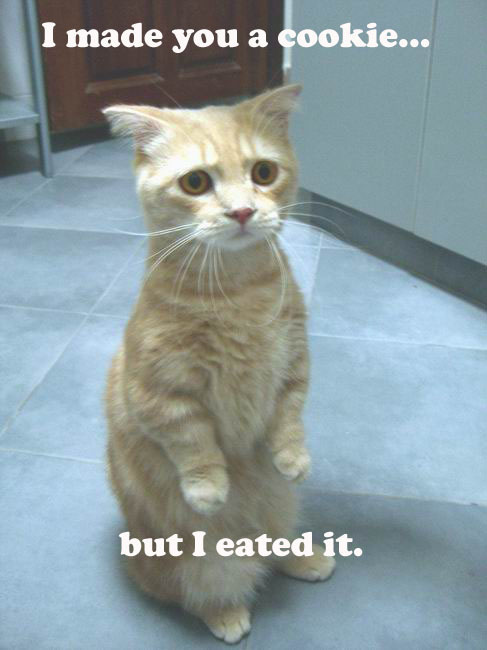 funny cats with sayings. funny images of cats
