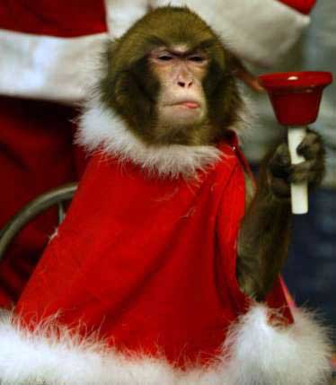 funny monkeys funny pictures of monkeys. funny monkeys