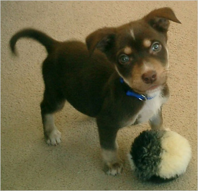 picks of puppies