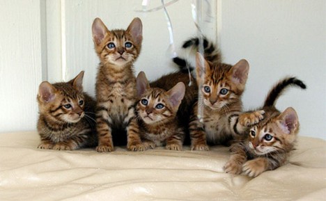 [Image: cute%2Bcats.jpg]