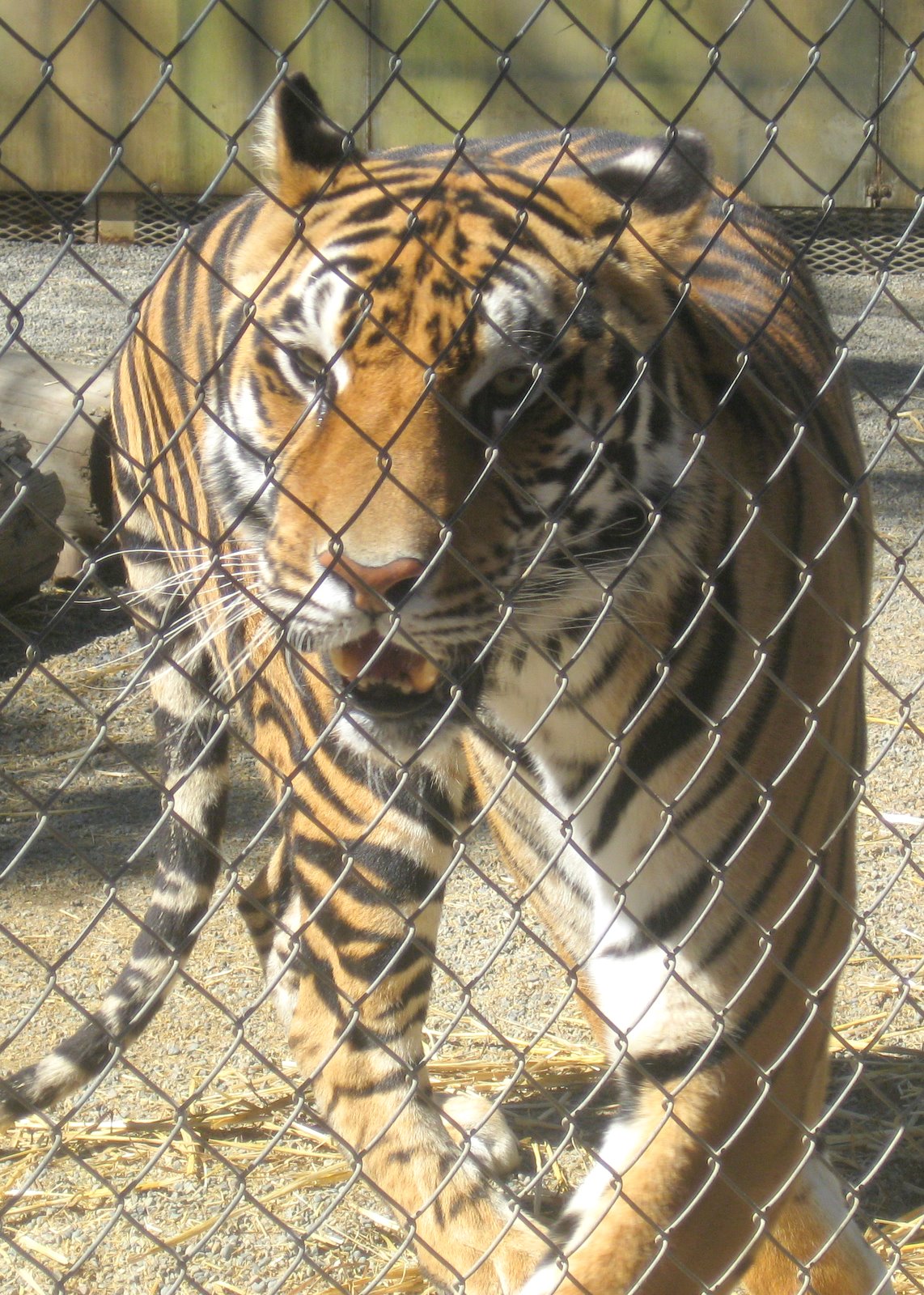 I sPy ViNtaGe Cat Tales, Mt. Spokane & Green Bluff